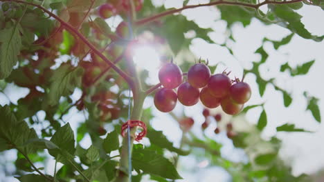 Cherry-vegetable-plant-stem-in-sunny-season-closeup.-Ripening-process-background