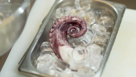 fresh purple octopus tentacle being layed and settled between ice cubes in a metal kitchen container by metal kitchen tongs