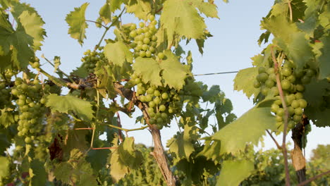 evening footage of grapevines in a vineyard