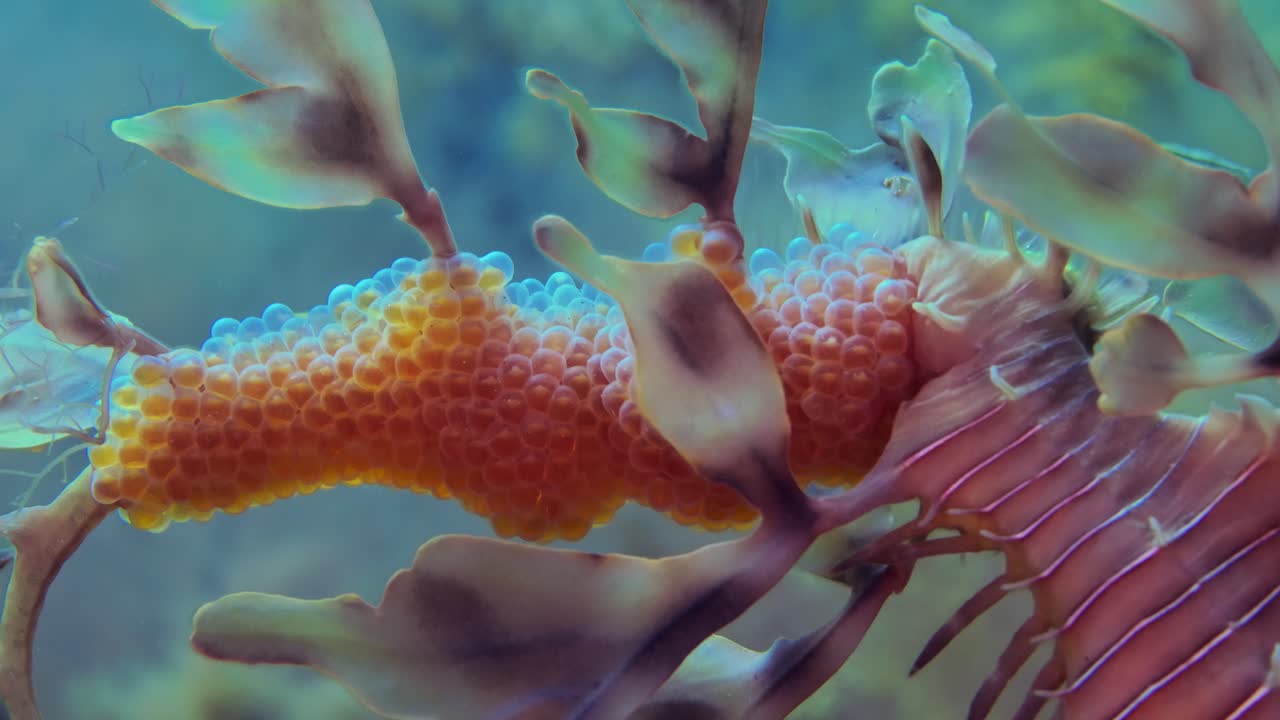 листопадный морской дракон с яйцами 4k замедленная съемка южная австралия