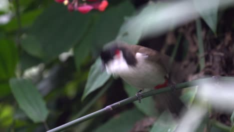 Ein-Roter-Bulbul-Mit-Schnurrbart-Thront-Auf-Einem-Ast-In-Einem-Garten-In-Nepal