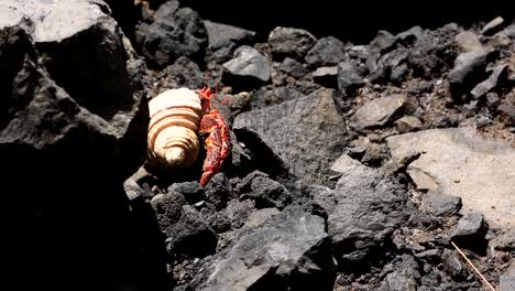 Walk-of-the-hermit-crab-in-the-shelf-on-the-rocky-ground