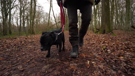 dog walking in the autumn forest