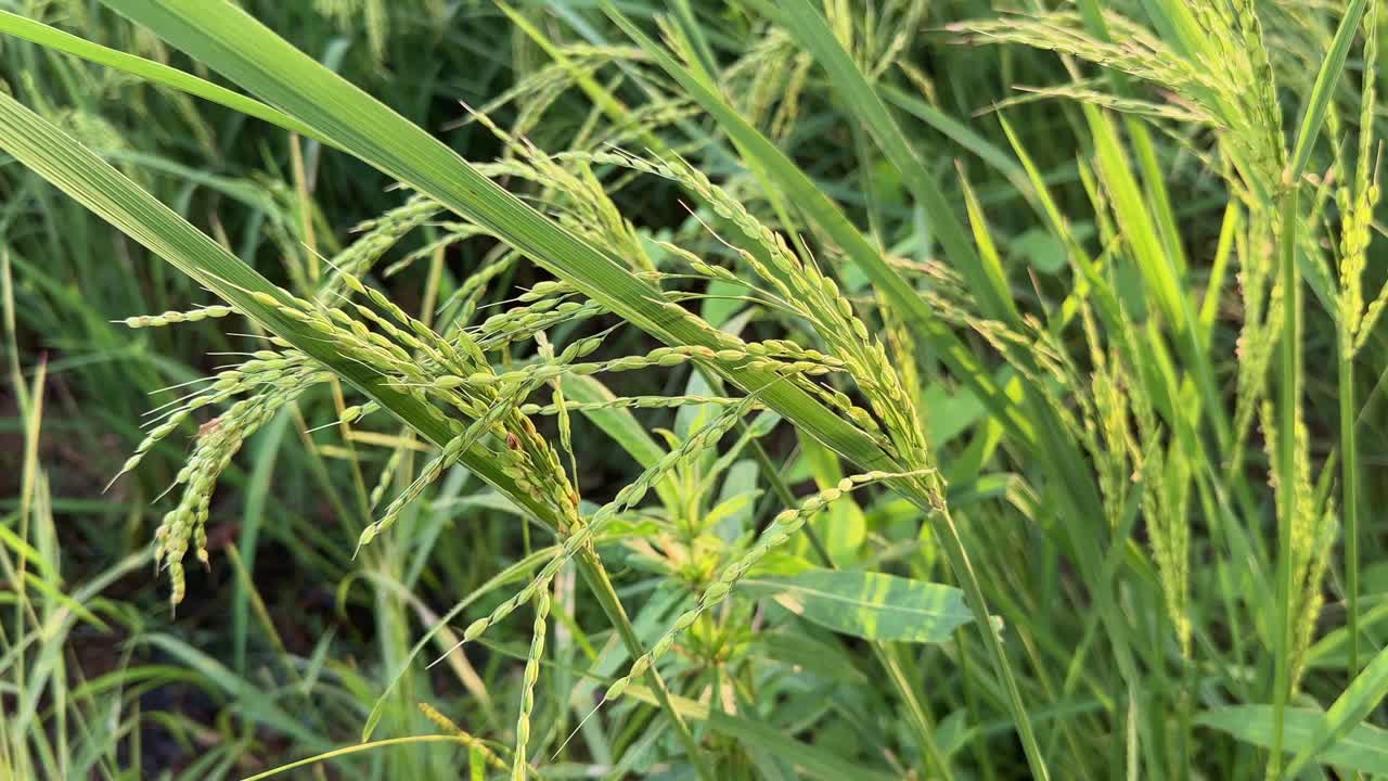 Close-up of a green rice plant with young panicles swaying gently in sunlight, symbolizing freshness, growth, and the promise of an abundant harvest in rural farmland