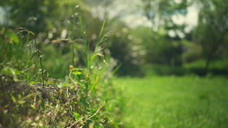 slow motion gimbal shot moving backwards next to an overgrown wired fence in a garden on a sunny day