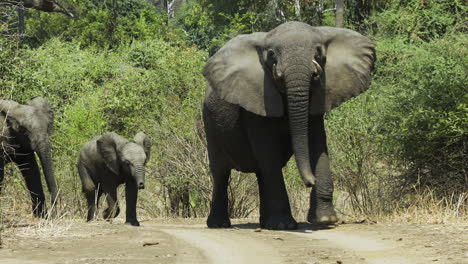 a family of elephants appears in a clearing, led by the matriarch who makes a threatening gesture