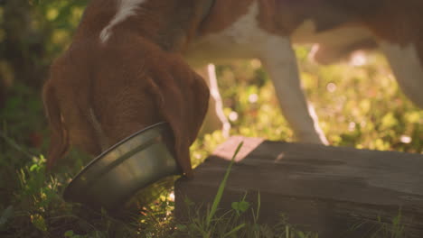 close up of dog on leash licking metal bowl placed on wooden plank in lush outdoor garden, bowl fallen on ground, surrounded by vibrant greenery under warm sunlight