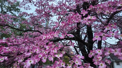 Pink Dogwood tree close up