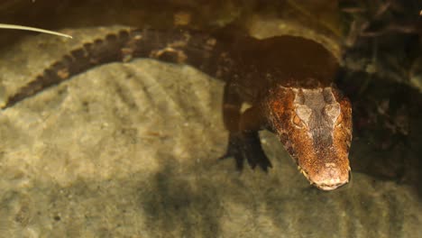 Junges-Krokodil-Chillt-In-Der-Wasseroberfläche