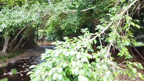 slow-crane-right-over-beautiful-little-creek-with-trees-over-it