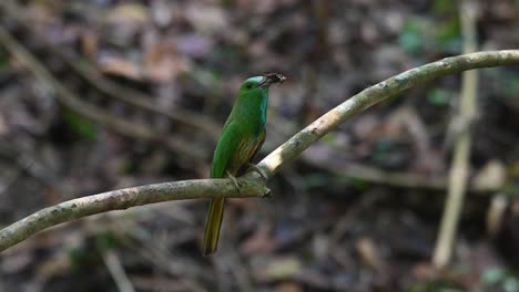 Visto-Con-Un-Insecto-En-La-Boca-Cantando-Y-Llamando-Y-Luego-Vuela-Para-Entrar-En-Su-Nido,-Abejaruco-De-Barba-Azul,-Nyctyornis-Athertoni,-Parque-Nacional-Kaeng-Krachan,-Tailandia