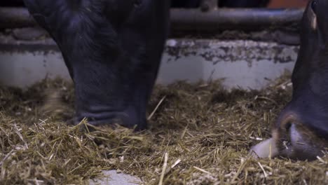 macro low angle shot showing black colored norwegian red ox eating fresh hay in stable