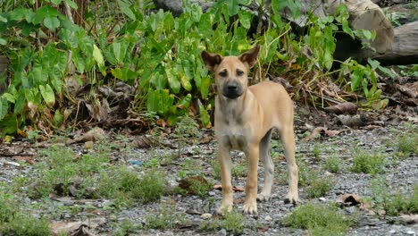 chihuahua runs to expel young thai dog