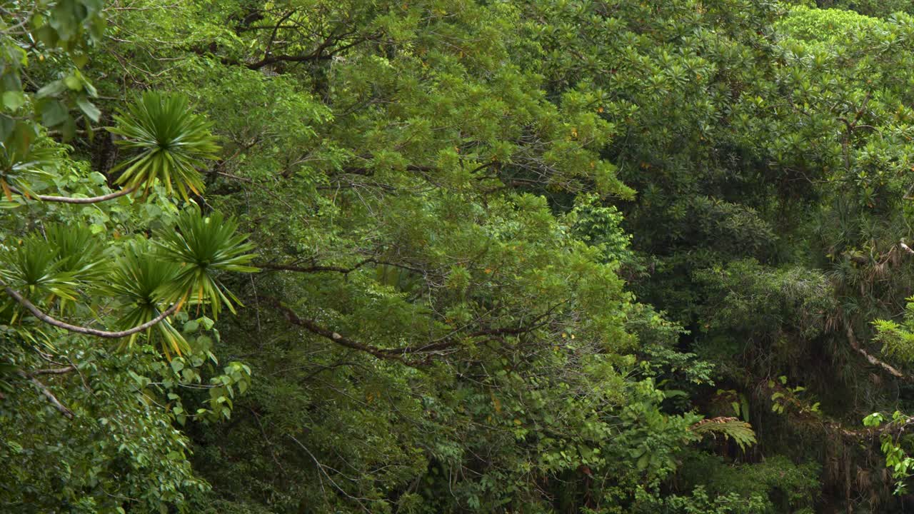 Una lenta ripresa in discesa rivela una fitta vegetazione verde della giungla e un impetuoso ruscello roccioso.
