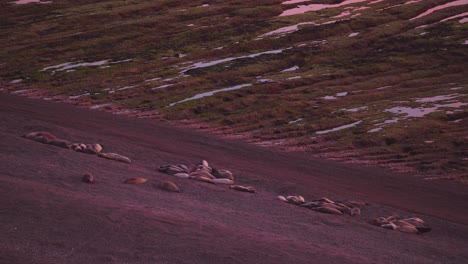 Colonia-De-Elefantes-Marinos-Descansando-En-El-Suelo-En-La-Patagonia,-Argentina-En-Un-Amanecer---Toma-Amplia