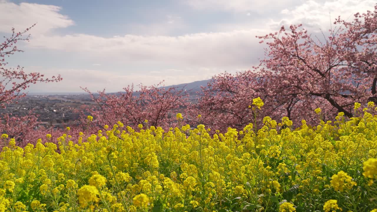 驚くべき日本の風景 ⁇ 遠くの街と黄色いラップシードの花とサクラ