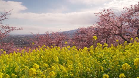 stunning japanese scenery with city in distance and yellow rapeseed flowers and sakura