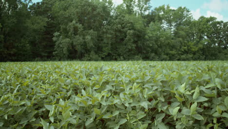 Plano-General-De-Un-Campo-De-Frijol-En-La-Zona-Rural-De-Carolina-Del-Norte