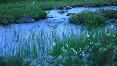 peaceful clean water stream flowing down from arctic lake