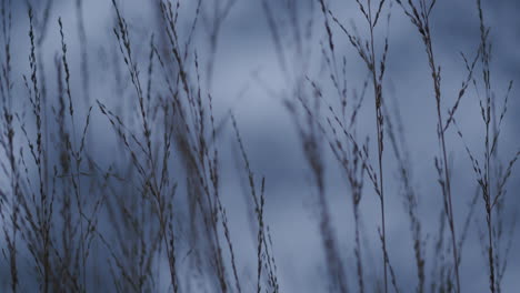swaying grasses in the wind during nightfall