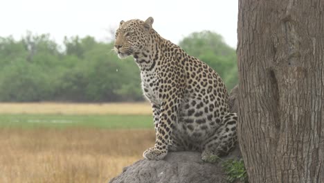 Leopard,-Der-Keuchend-In-Der-Savanne-Unter-Einem-Baum-Sitzt-Und-Nach-Beute-Sucht