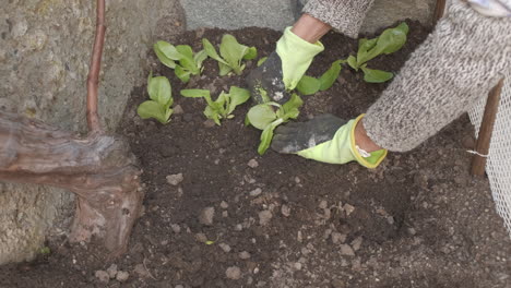 farmer hands gloves planting salad vegetable in organic agriculture cultivation home garden