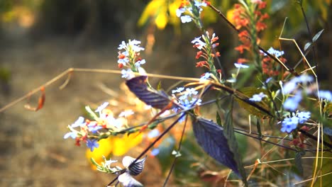 flores silvestres púrpuras y azules de cerca