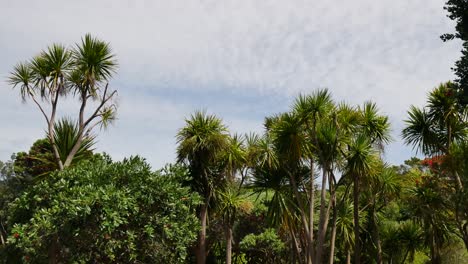 toma panorámica de palmeras tropicales en crecimiento en la pista te whara durante un día soleado