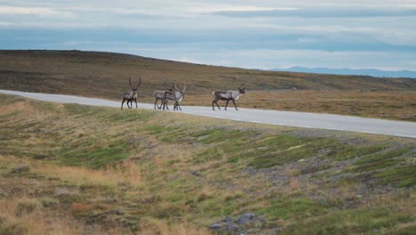 a herd of reindeer crosses the road and disappears in the vast expanse of autumn tundra