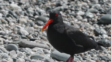 closeup of black variable oystercatcher pooped in the stones in okarito, new zealand