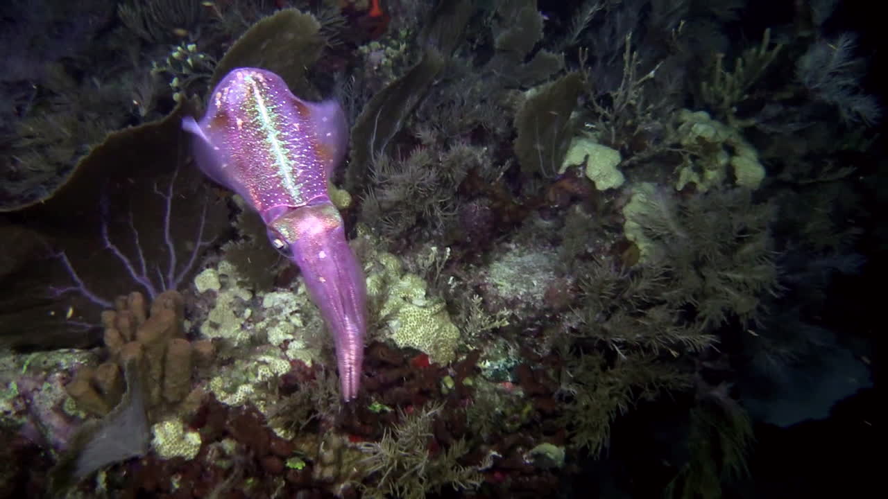 밤에 수중 암초 오징어