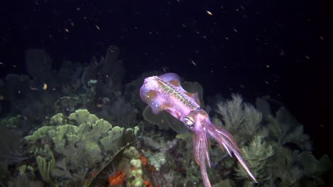 a reef squid underwater at night