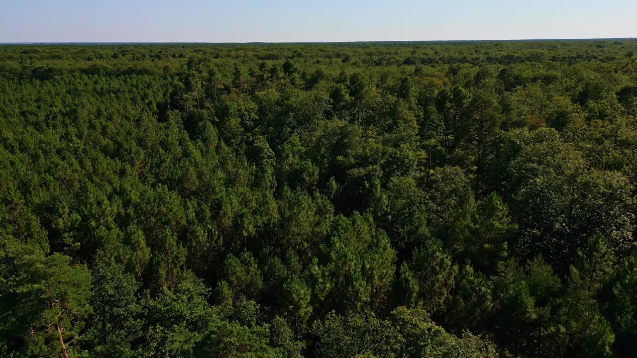 Drone pullback revealing the endless, lush canopy of Chinon Forest under a clear blue sky - France