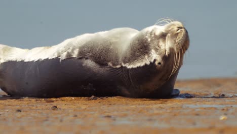 Cerrar-Foca-León-Marino-Relajándose-En-Las-Arenas-De-La-Playa-A-Orillas-Del-Mar