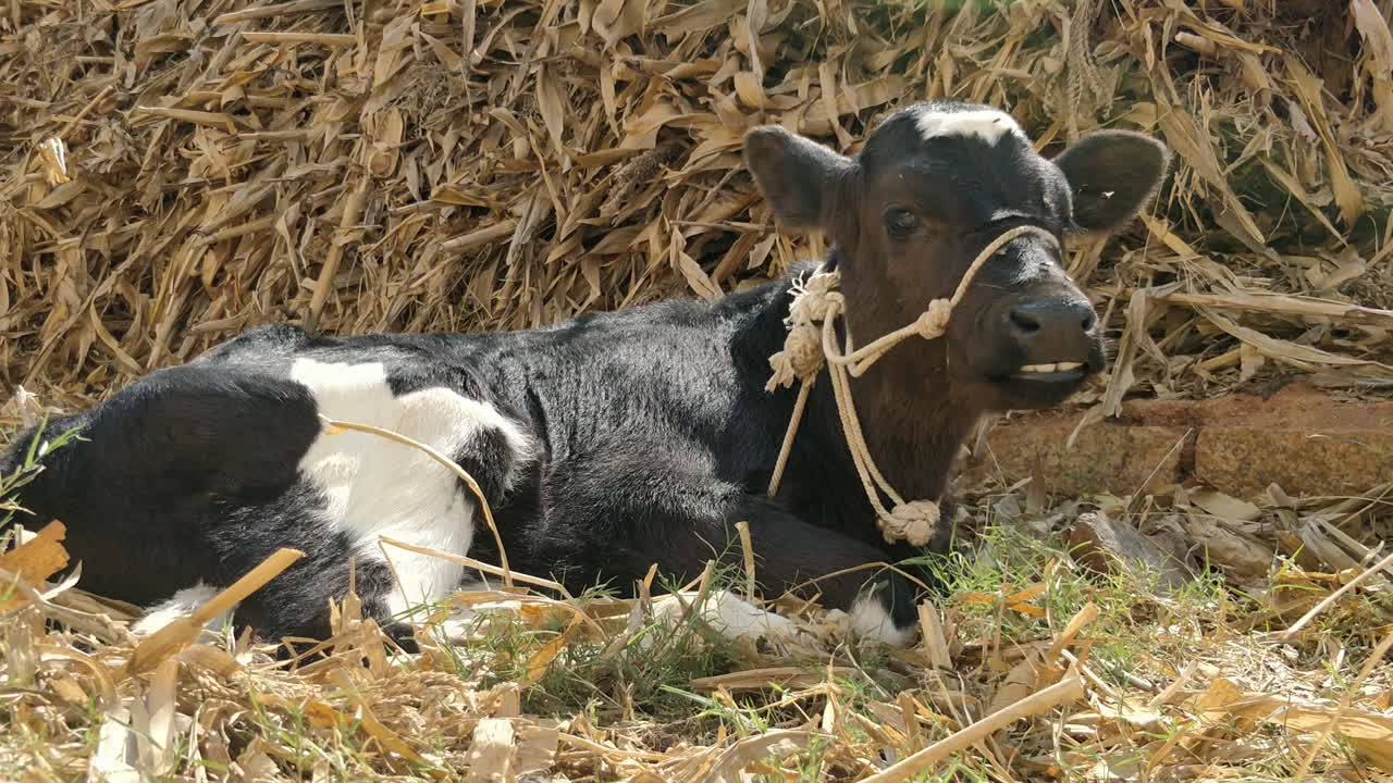 un ternero negro comiendo palos de maíz tirados en el suelo