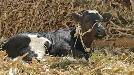 a black calf eating corn stcks laying on the ground