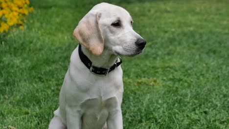 cute labrador puppy sitting in the grass