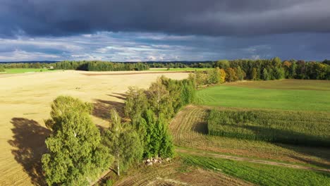 Golden-rural-farmland-fields-with-massive-dangerous-stormy-clouds-above