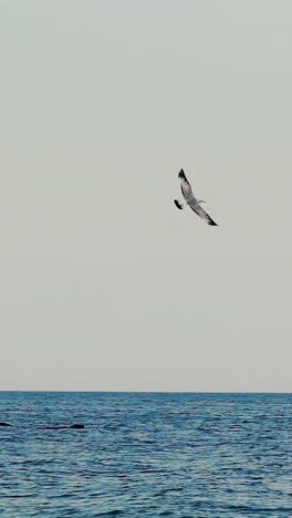 seagulls flying over the sea. slow motion vertical video