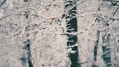 The-first-snow-in-the-forest-is-covering-the-thin-delicate-branches