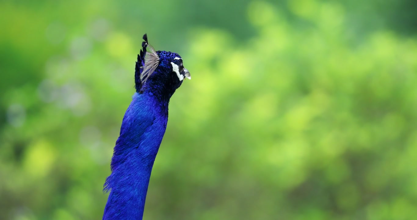 Pfauenkopf und Hals im Profil, mit leuchtend blauen Federn, weißen Gesichtszeichnungen und aufrechtem Kronengefieder vor sanft grünem Hintergrund. Statische Kopf-Nahaufnahme mit geringer Tiefenschärfe.
