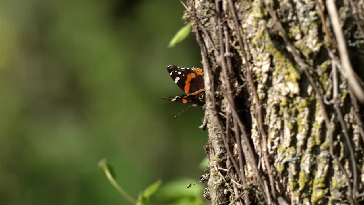 mariposa negra blanca naranja despegue de un árbol cubierto de musgo y vid