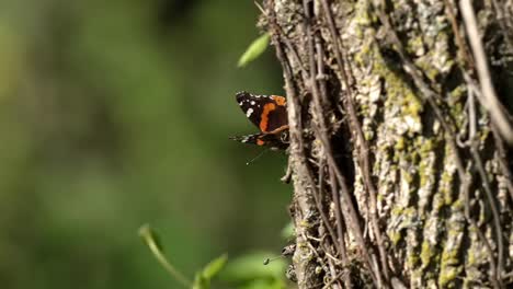 Orange-white-black-butterfly-takes-off-from-moss-and-vine-covered-tree