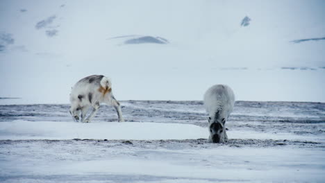 svalbard reindeers eating and grazing in desolate arctic wilderness