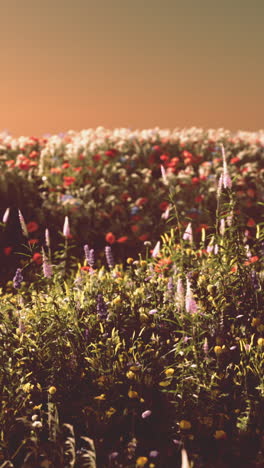 a beautiful field of wildflowers at sunset