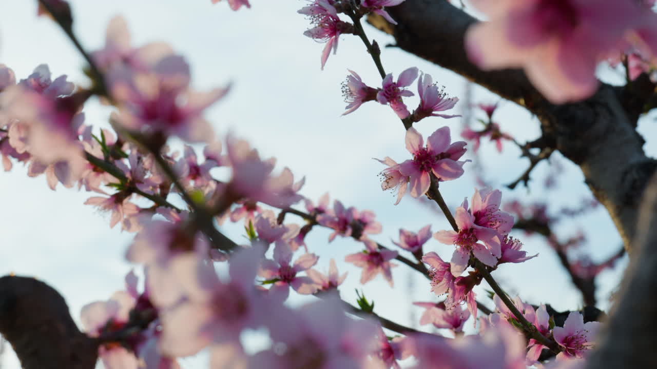 Close Up of Pink Blossoms Swaying in the Spring Sunshine