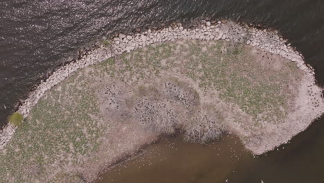 overhead drone orbit showing crowded nesting area of cormorants on white terrain