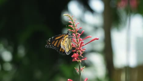 Hd-Mariposa-Monarca-Batiendo-Sus-Alas-En-Cámara-Lenta