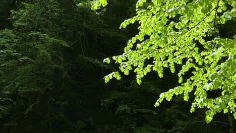 Tiefer-Wald-Grüner-Baum-Im-Wald-Hyrkanisches-Breitblatt-Naturlandschaft-Malerische-Dunkle-Helle-Blätter-Eisenholz-Parrotia-Persica-Pflanze-Flussufer-Wunderbares-Wandern-Camping-Natürliches-Reiseziel-Iran