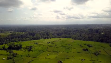 Exuberantes-Campos-De-Arroz-En-La-Jungla-Bali